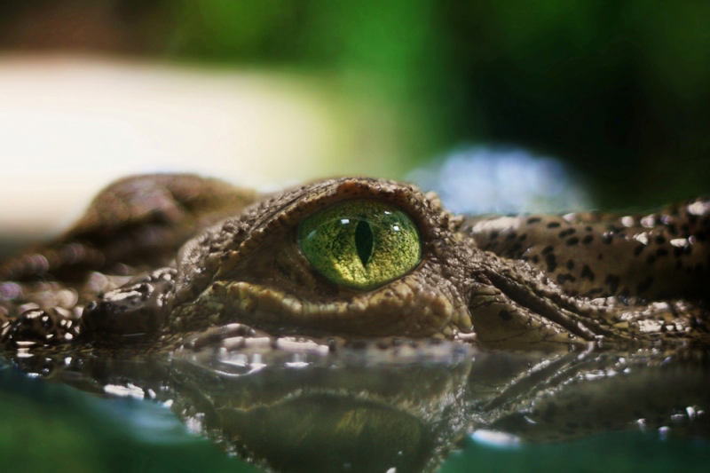 Photographie par scarlet23 pour DesignCrowd (Community Contests) | Design #9013036