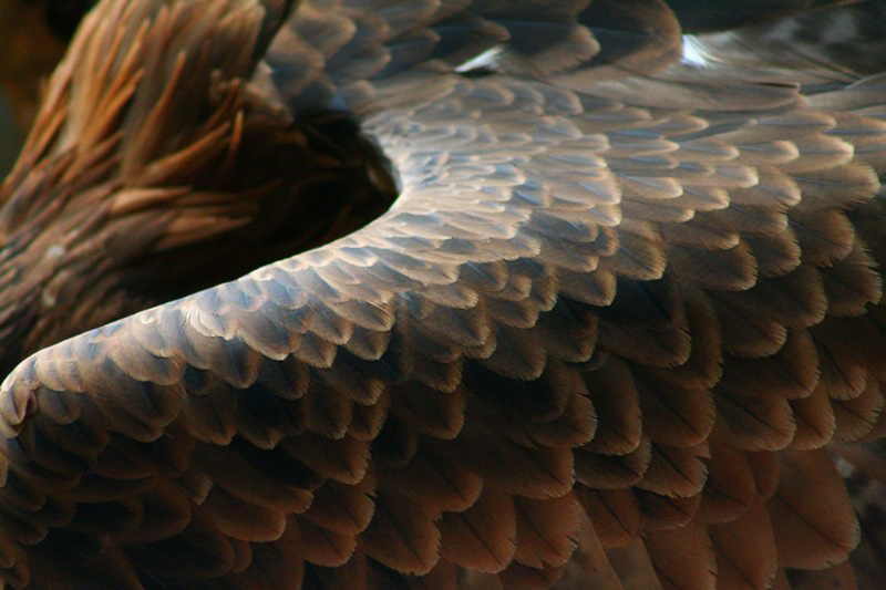 Photographie par scarlet23 pour DesignCrowd (Community Contests) | Design #9004862