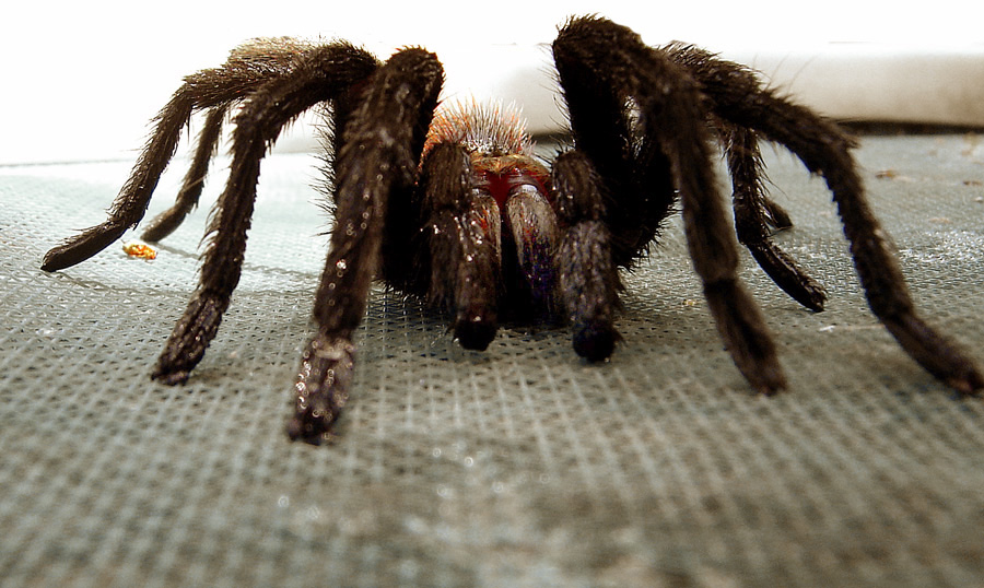 Photography by tigercrosse for DesignCrowd (Community Contests) | Design #9004698