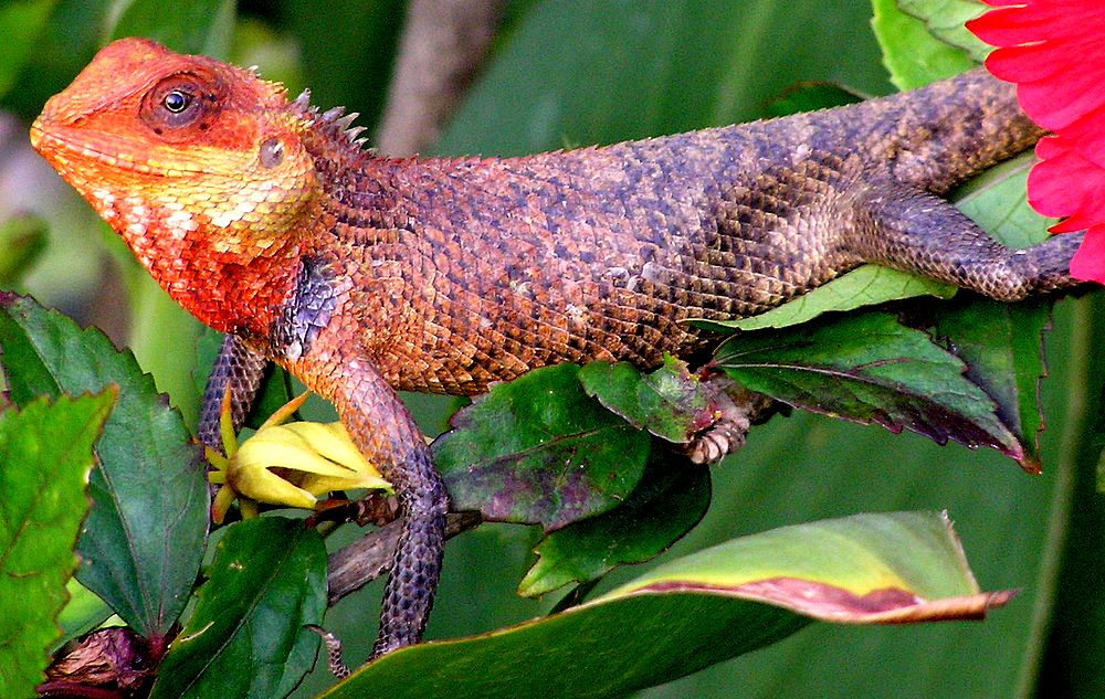 Fotografía por santoshnc para DesignCrowd (Community Contests) | Diseño #9013044