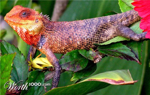 Photography by santoshnc