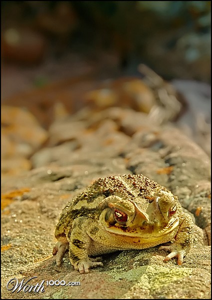 Photography by presidente