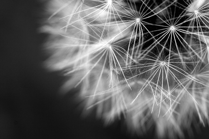 Fotografie von sheiser für DesignCrowd (Community Contests) | Design #9009463