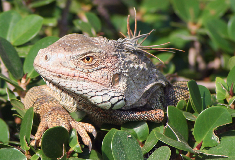 Fotografie von Anmatta für DesignCrowd (Community Contests) | Design #9013017