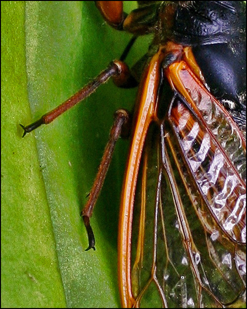 Fotografía por itsmineillshare para DesignCrowd (Community Contests) | Diseño #9004823