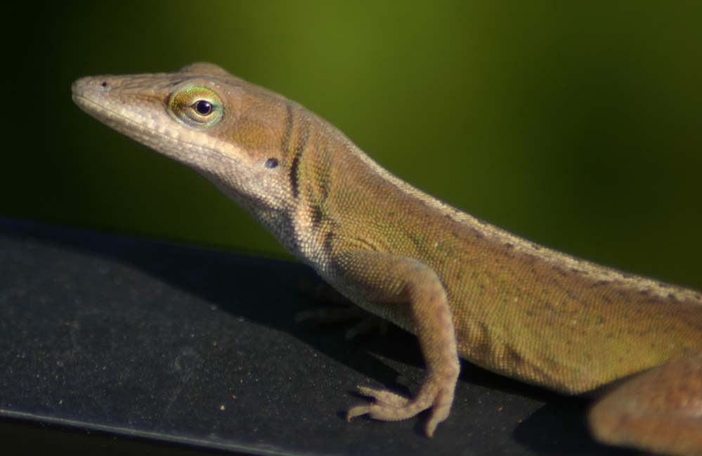 Fotografía por sluggo40 para DesignCrowd (Community Contests) | Diseño #9012977