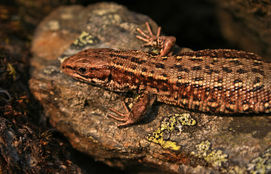 Photographie par Massie pour DesignCrowd (Community Contests) | Design #9012983