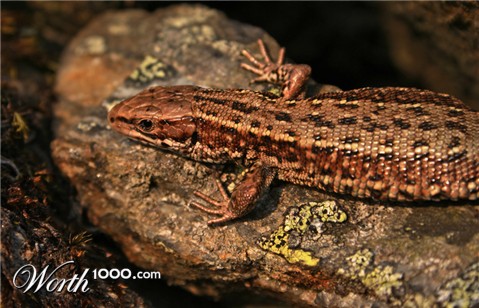 Photography by Massie