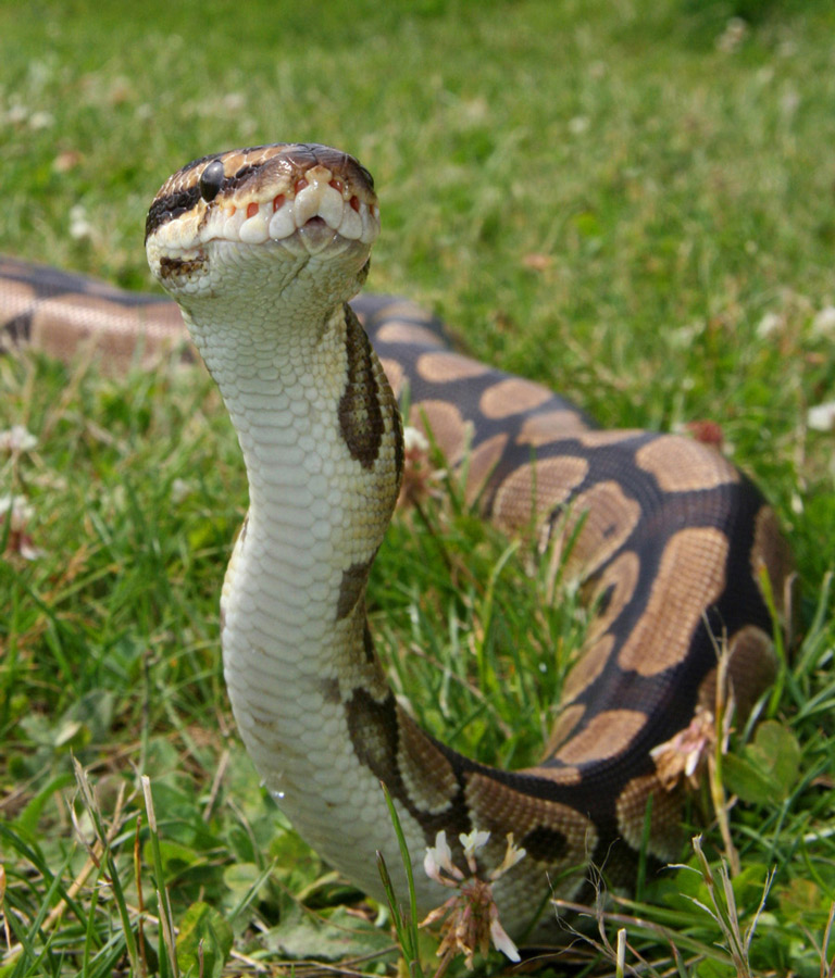 Fotografía por Karrie para DesignCrowd (Community Contests) | Diseño #9013005