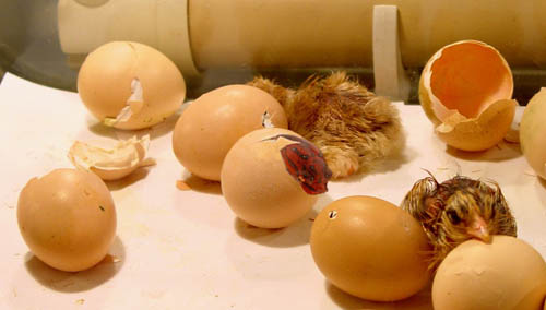 Diseño de Photoshop por hamper para DesignCrowd (Community Contests) | Diseño #9010360