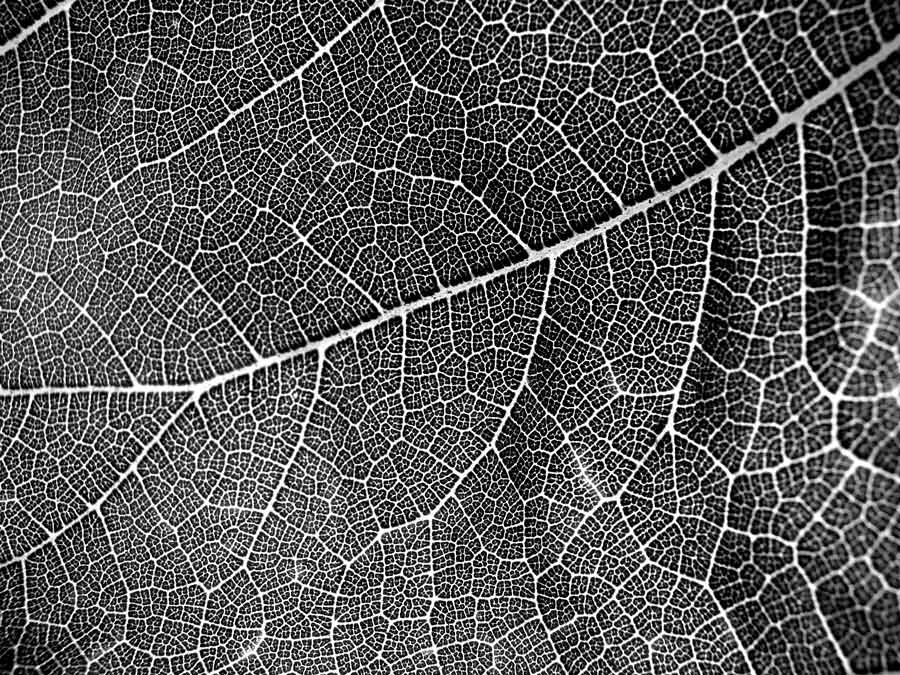 Fotografía por bigevil600 para DesignCrowd (Community Contests) | Diseño #9004887