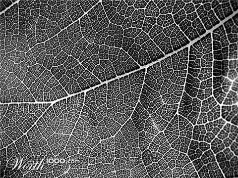 Photography by bigevil600