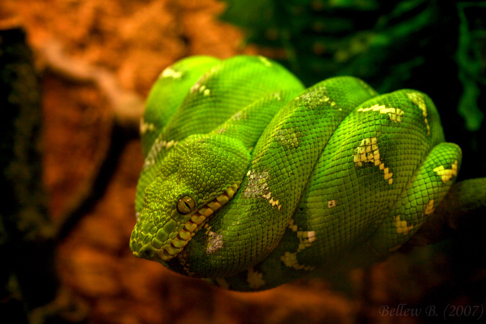 Photography by guitarplaya1990 for DesignCrowd (Community Contests) | Design #9013059