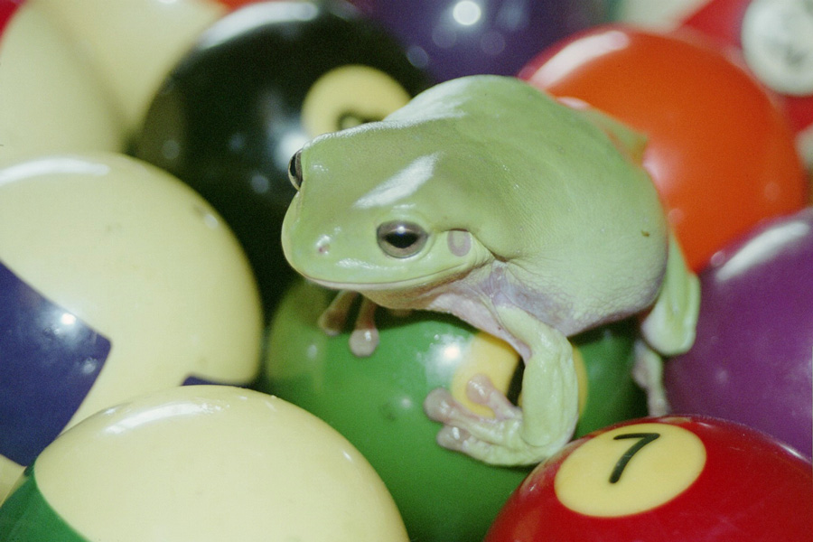 Photography by blueberr59 for DesignCrowd (Community Contests) | Design #9013085