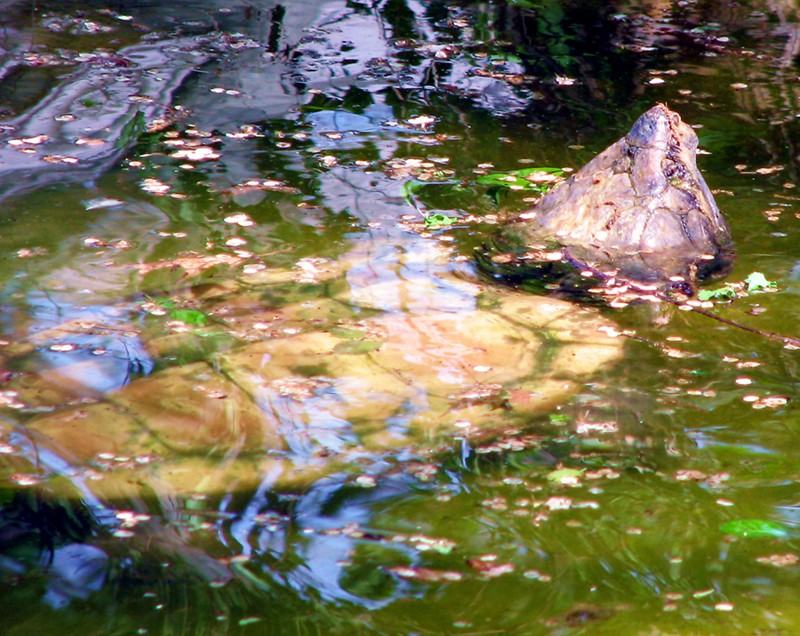 Fotografie von timpeeler37 für DesignCrowd (Community Contests) | Design #9013081