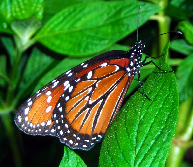 Fotografie von timpeeler37 für DesignCrowd (Community Contests) | Design #9004835