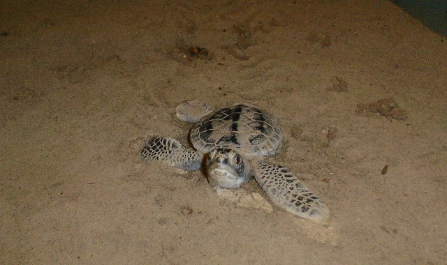 Fotografie von sebasfournier für DesignCrowd (Community Contests) | Design #9013068