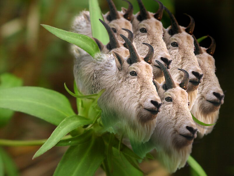 Diseño de Photoshop por Deborahb para DesignCrowd (Community Contests) | Diseño #9010394