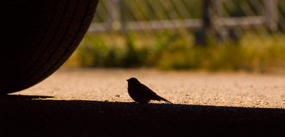 Photography by Fierceleaf for DesignCrowd (Community Contests) | Design #9004915