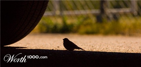 Photography by Fierceleaf