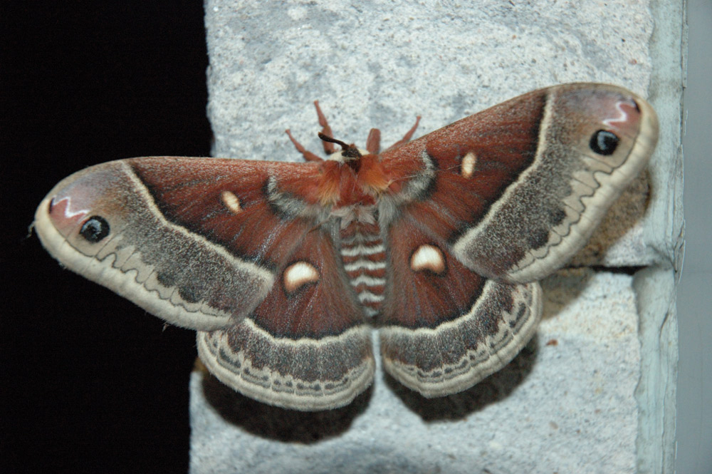 Photography by Fierceleaf for DesignCrowd (Community Contests) | Design #9004839