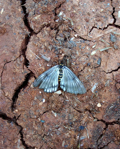 Fotografía por drewciferpics para DesignCrowd (Community Contests) | Diseño #9004855