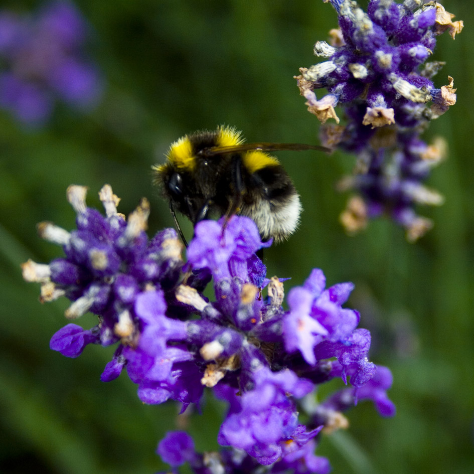 Photography by majkus for DesignCrowd (Community Contests) | Design #9004811