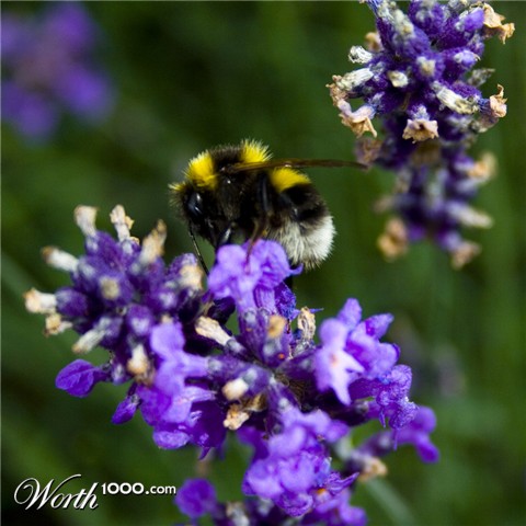 Photography by majkus