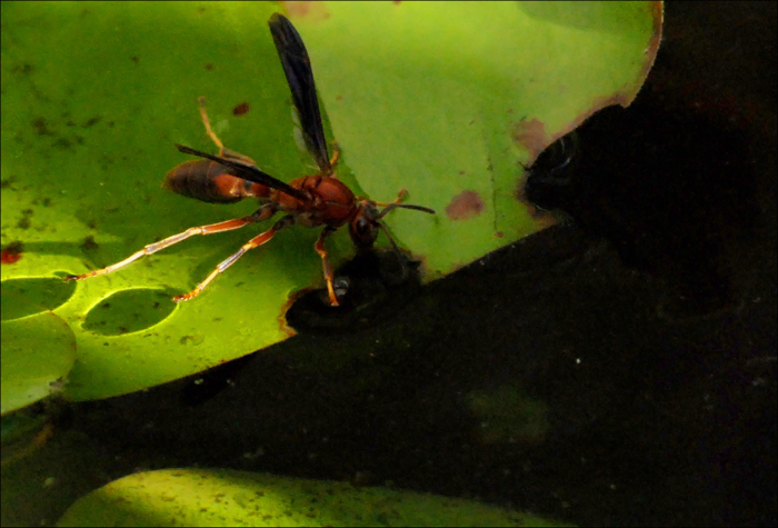 Photographie par stewiemgr pour DesignCrowd (Community Contests) | Design #9004827