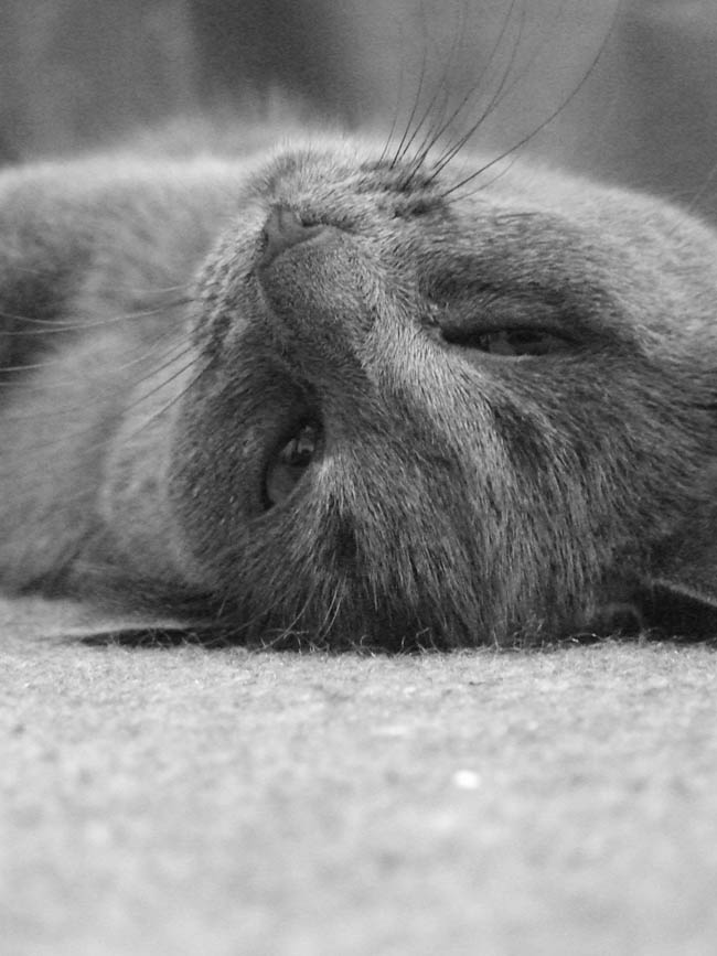 Photography by gwyfer for DesignCrowd (Community Contests) | Design #9004848