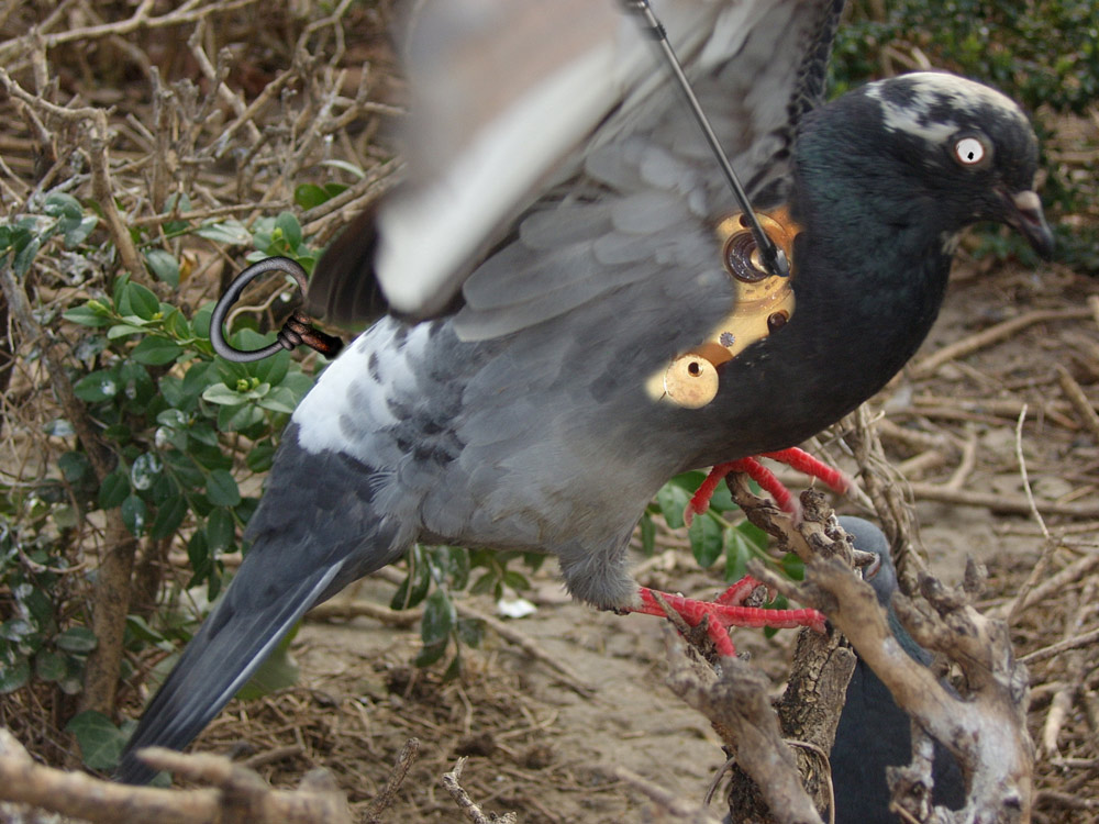 Photoshop Design by Skriket for DesignCrowd (Community Contests) | Design #9010324