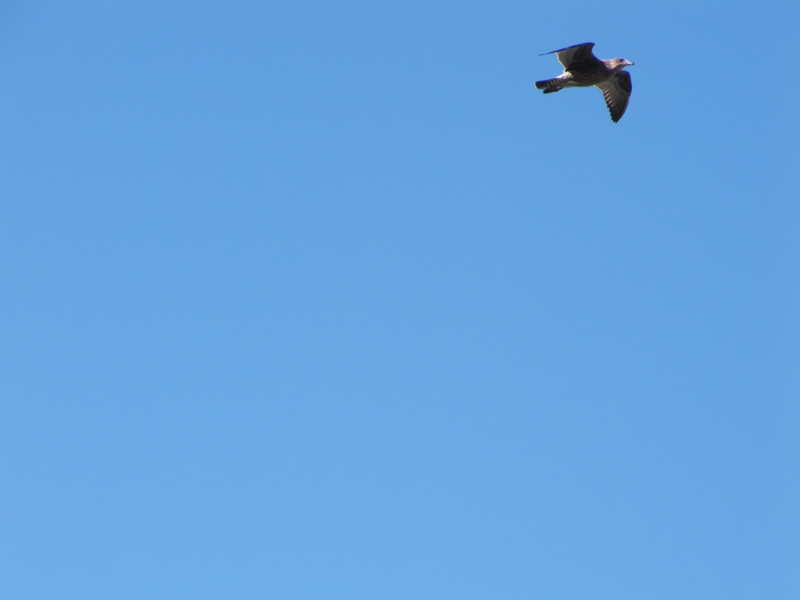 Photographie par nzkiwi pour DesignCrowd (Community Contests) | Design #9002604