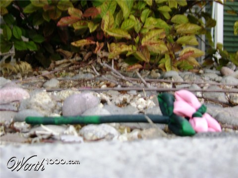 Photography by LiessaSchwarz