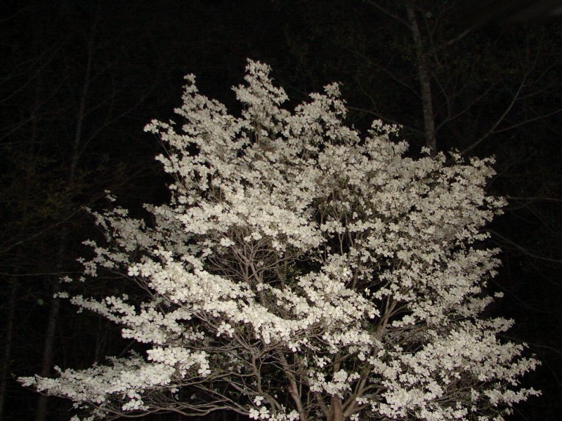 Photography by Penycat for DesignCrowd (Community Contests) | Design #9007213