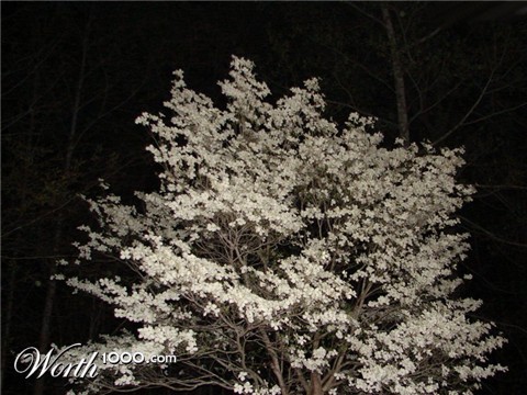 Photography by Penycat