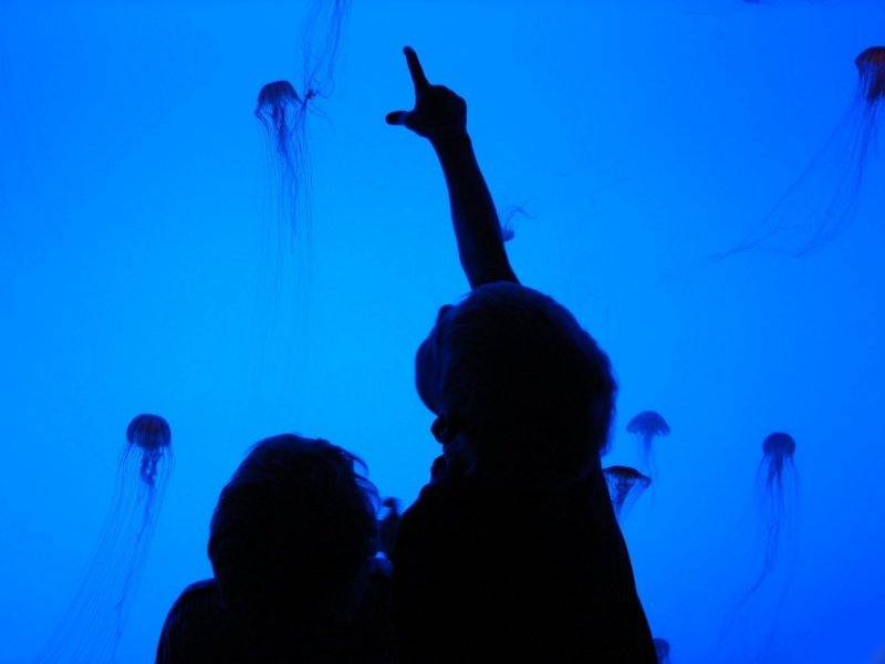 Photography by Penycat for DesignCrowd (Community Contests) | Design #9002637