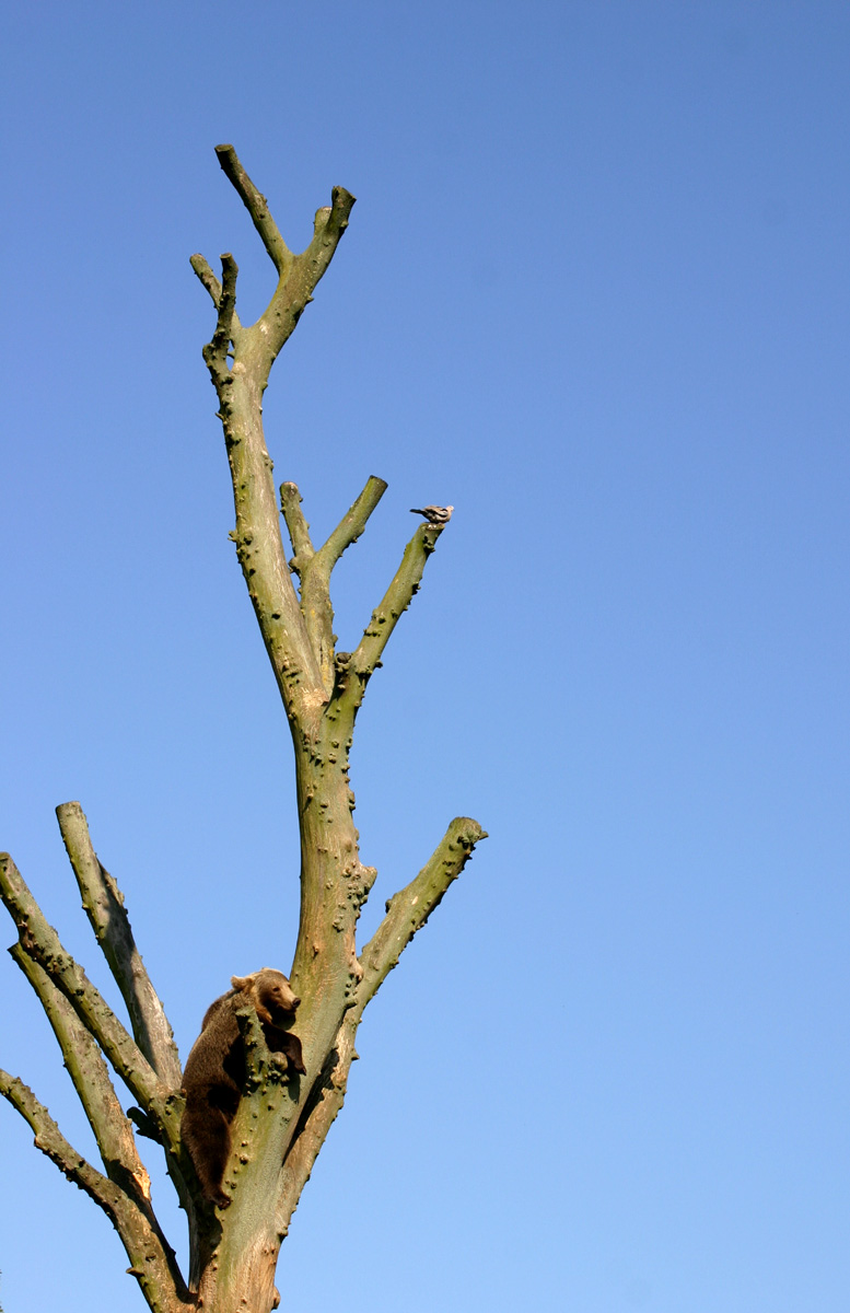 Photography by EmilBanck for DesignCrowd (Community Contests) | Design #9002619