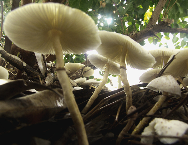 Photography by EyEars for DesignCrowd (Community Contests) | Design #9004962