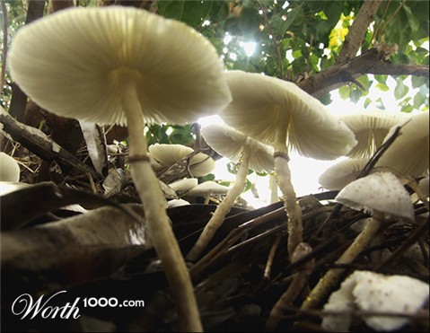 Photography by EyEars