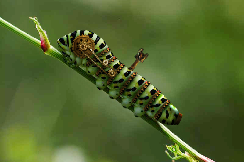 Diseño de Photoshop por Pigia1975 para DesignCrowd (Community Contests) | Diseño #9010342