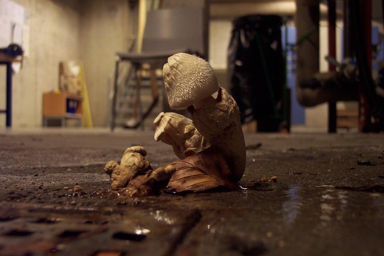 Photography by Nguuju for DesignCrowd (Community Contests) | Design #9005028