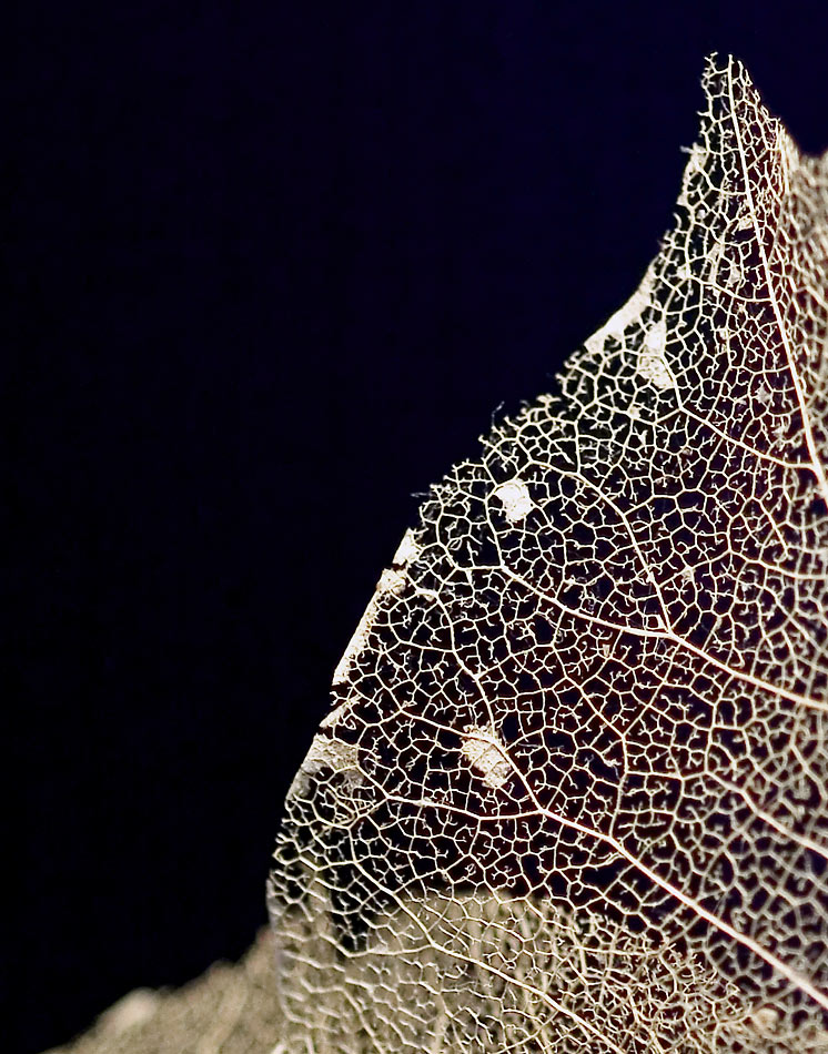 Fotografie von rattiecat für DesignCrowd (Community Contests) | Design #9004937