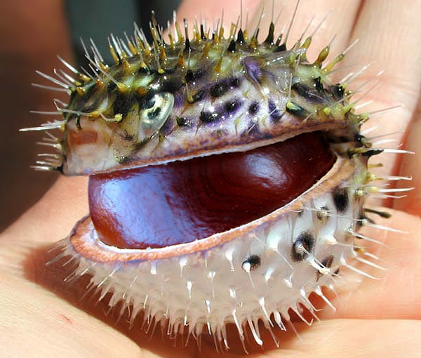 Photoshop Design by mzpresto for DesignCrowd (Community Contests) | Design #9010535