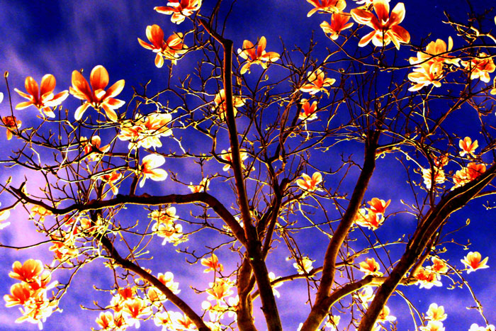 Photography by DramaThrills for DesignCrowd (Community Contests) | Design #9007393