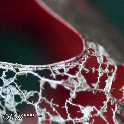 Photography by sheiser