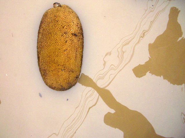 Photography by vipez for DesignCrowd (Community Contests) | Design #9002672