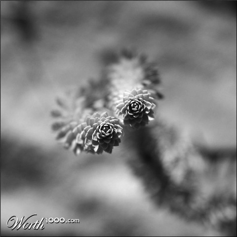 Photography by Jesusito