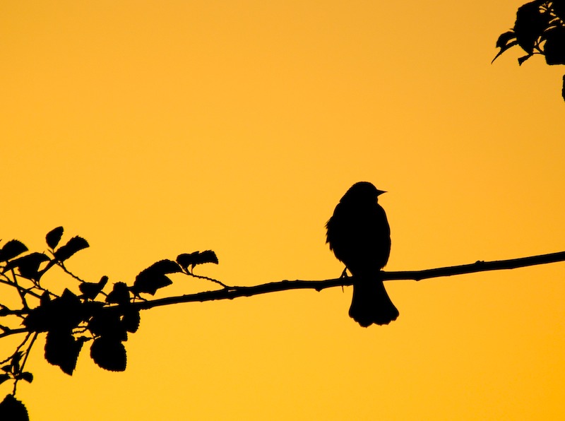 Photography by Snap for DesignCrowd (Community Contests) | Design #9002661