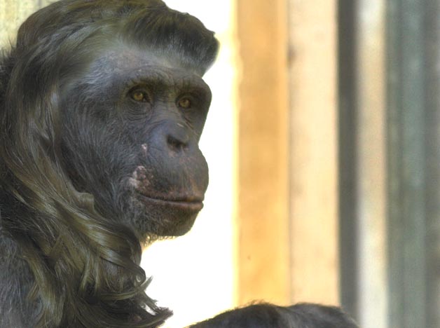 Design Photoshop par Deemie pour DesignCrowd (Community Contests) | Design #9006702