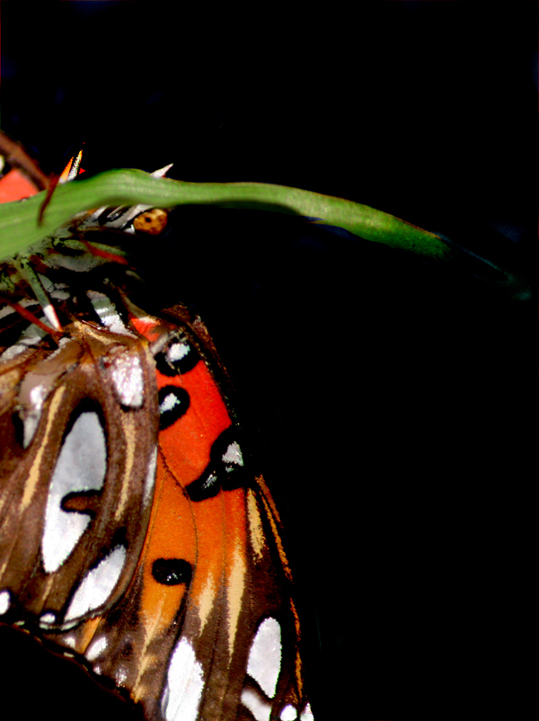 Photographie par Viciousvixievenus pour DesignCrowd (Community Contests) | Design #9002813